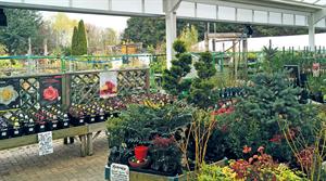 Ansell Garden Centre plantarea